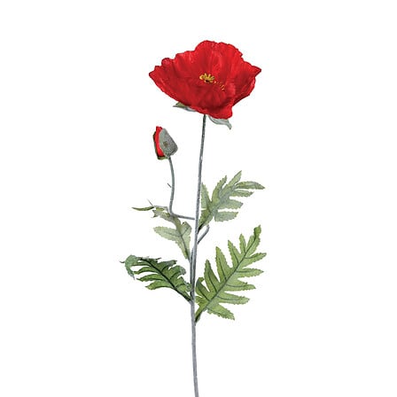 gambo di papavero h70, rosso