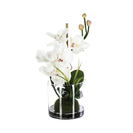compo orchidee vaso vr h37, 2 volte assortito asso