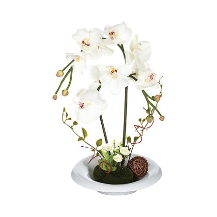 orchidee compo vaso in ceramica h46, 2- volte asso