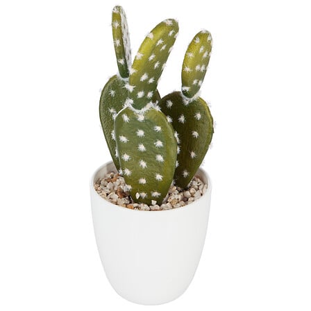scatola succulenta + cactus h18, 6- volte assortit