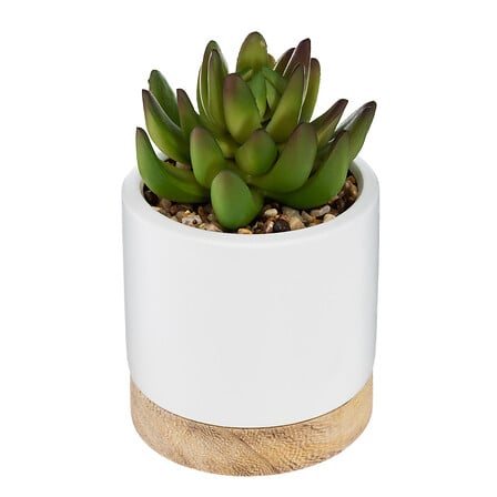 succulenta in ceramica ery piatti h12, 2 volte a