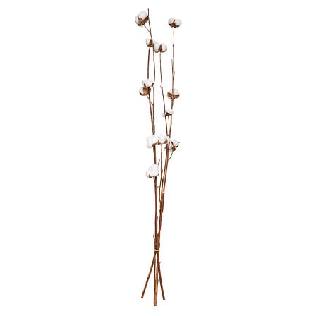 Display secco naturale h100, 4- volte assortito ,
