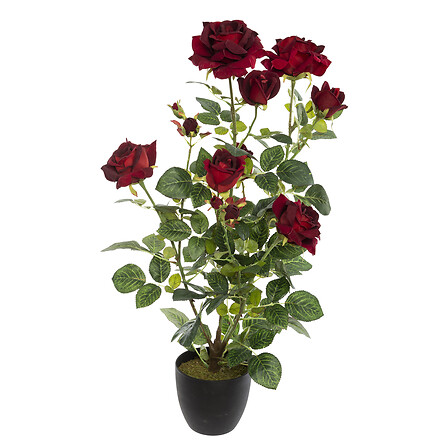 rosaio velluto h74, 2- volte assortito , colori ab