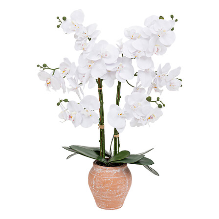 vaso per orchidee trct dena h65, terracotta