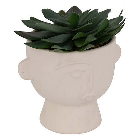 succulento cim polveroso piatti scatola h22, 3 vol