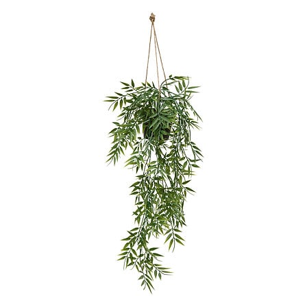 pianta sups bambù liora h67, verde