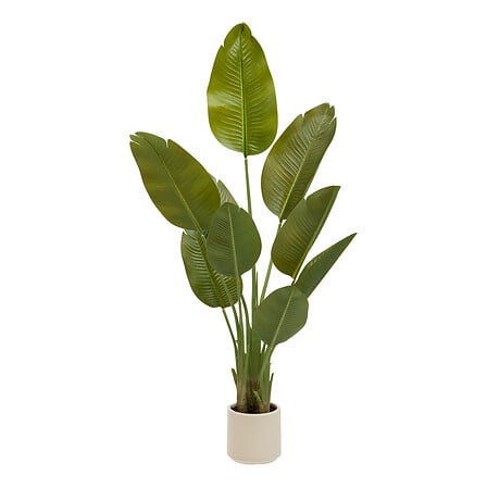 Pianta di banana a 3 tronchi in vaso Lora, alta 14