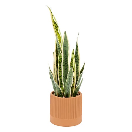 vaso in ceramica sansevieria nippo h78, marrone