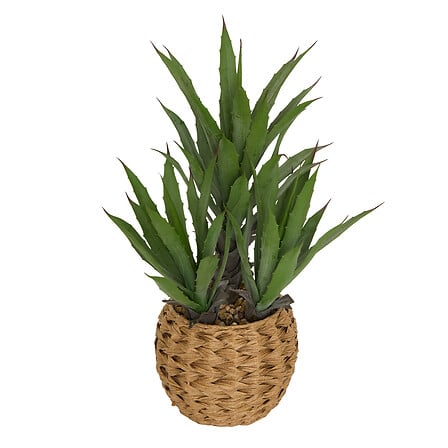 agave pot trees pl moda h61, green